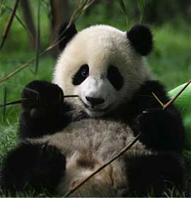 Giant Panda eating bamboo. Photo by Zhang Zhihe.